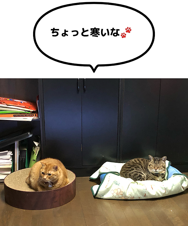 わざわざ隣りの寒い部屋で寝なくても.....😳