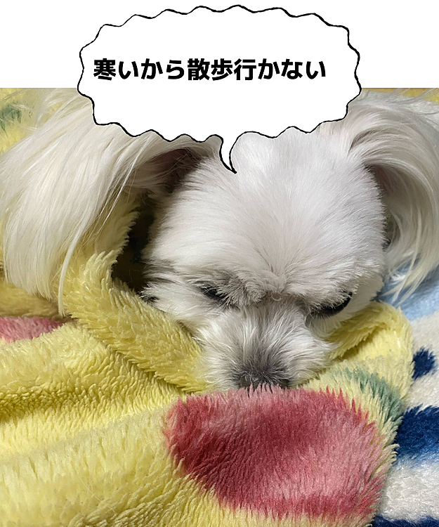 昨日トリミングして余計に寒く感じてるのかも