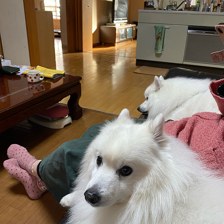 さあ、一緒に、早めの散歩に行きますか‼️