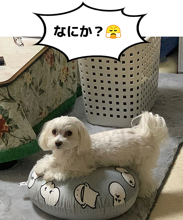 お文具さんクッションシリーズ。
やっとクッションに乗った蘭丸。
その後…後ろ足ニョッキリで
一応くつろいでる…かな（笑）
しばらく格闘してました😵