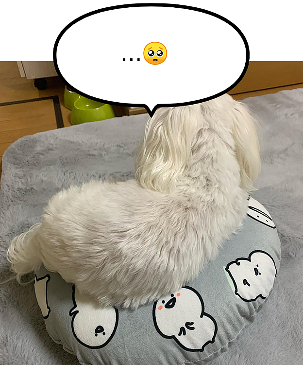 しつこい飼い主に
『うるせぇ…😠』と
背中で訴えてる蘭丸さんです💧‬