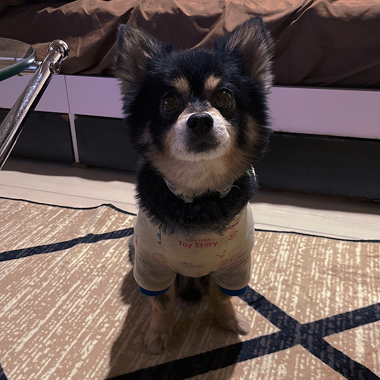 
軽くショートコースのお散歩して
物足りない様子🔆

今日はガマンしてくださーい🤣


