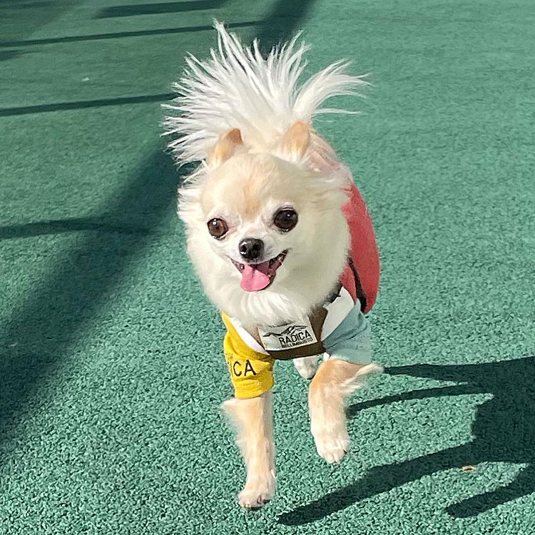 2022.12.19(月)
少し前のお休みにオヤツを買いに行きました🐶その時にランランしてきました😊