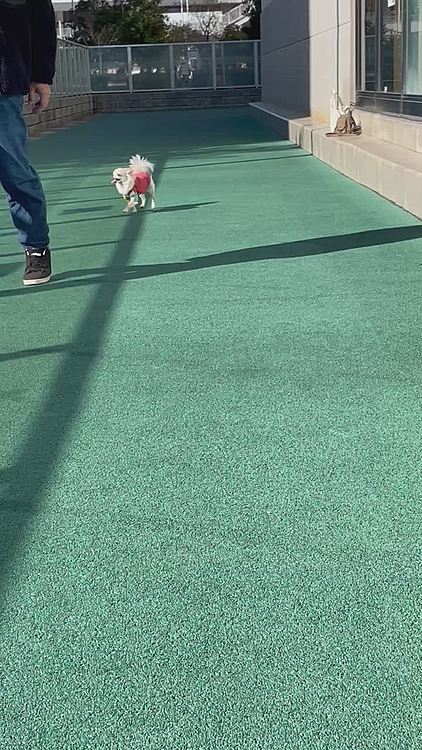 パパさんの後をついて歩いてました👨🐶