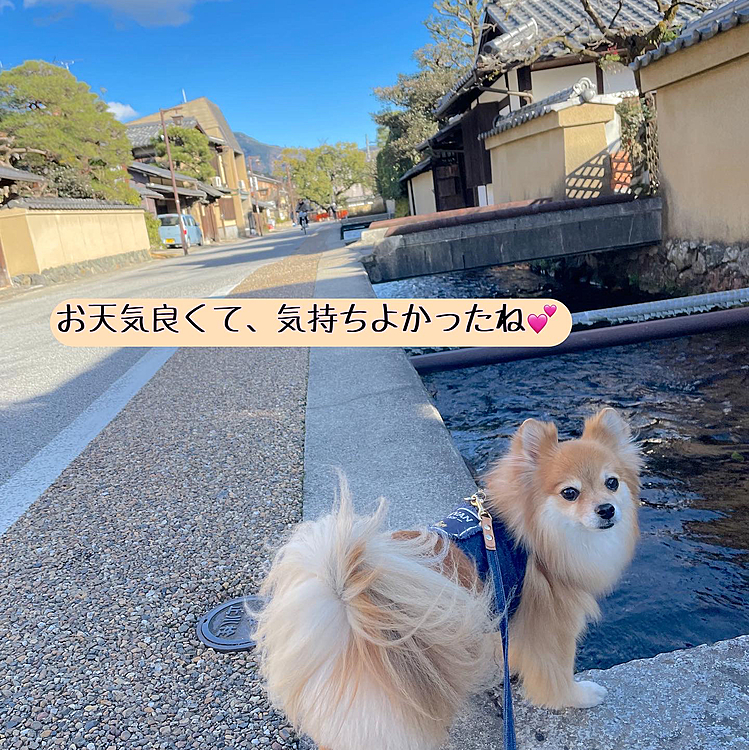 しばらく歩いて、上賀茂神社を目指します。
お堀が雰囲気あって気持ちよくお散歩できました✨