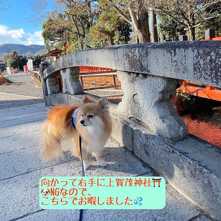 残念ながら上賀茂神社は🐶NG。
なので、ここで終了。