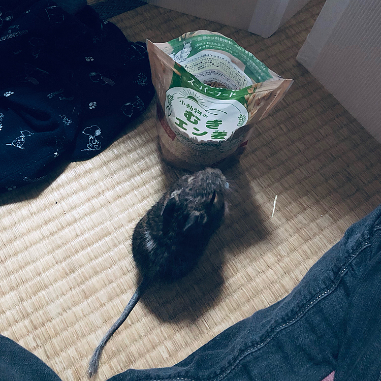 ママ。これもっと食べたいよ…