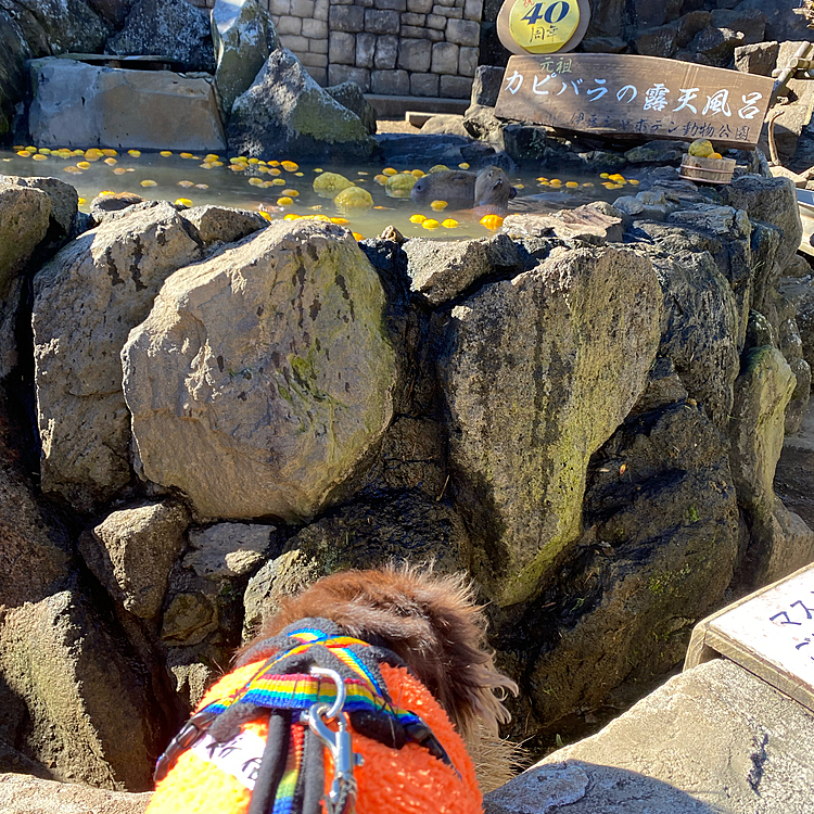 元祖カピバラ温泉ものぞく