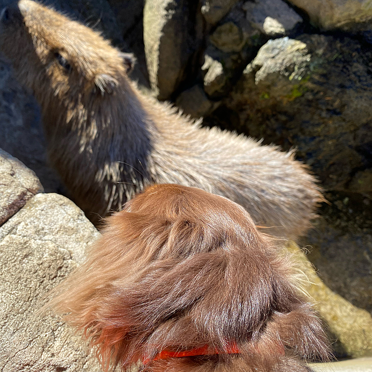 カピバラと鼻突き合わせてクンクン交信していました

動物との距離が近く、普段公園でタラタラ歩くよもぎも張り切って歩いていたので刺激があって楽しかったようです
犬と入れる動物園は数少ないし、ここまで近寄れるところはないのでおすすめです！