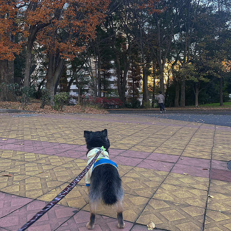 寝込んでショートコースのお散歩ばかりだったここ数日🐾

やっとロング散歩行けました😊
とらくん、おまたせ❣️

お馴染みの森林公園です🌳
