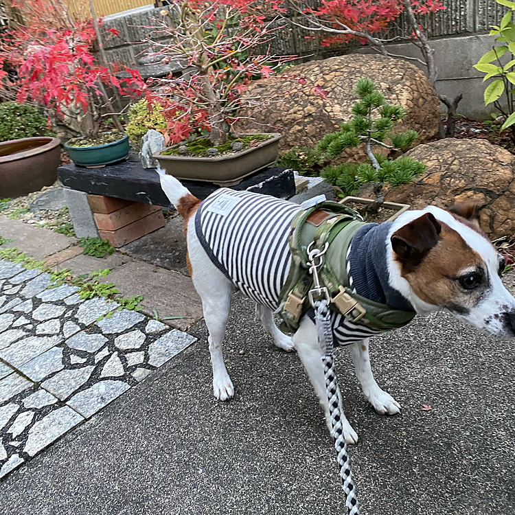 今日は、早めに散歩行きますか！