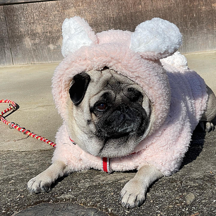 もうすぐウサギ年🐰
ウサギの着ぐるみパーカーで神社へお散歩行って来ました♪