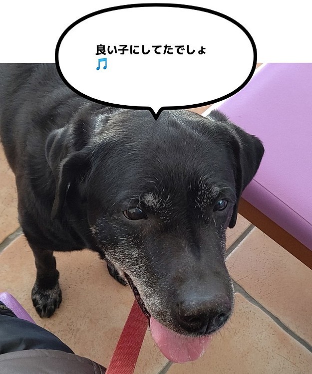 昨日はみらいと病院へ。オシッコと前立腺の検査に行って来ました。
前立腺に異常無し、オシッコにも血が混じってなかったので、薬を止めて様子見になりました😆