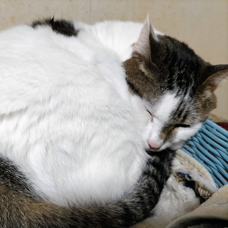 猫って自分の体に合ってないカゴに入って寝る😴