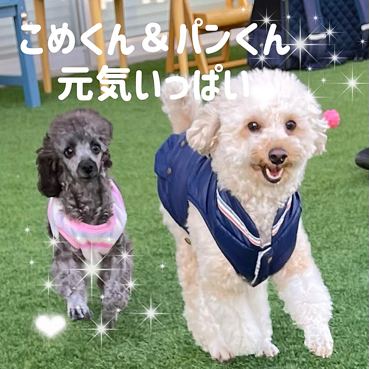 併設のドッグランでトイプーのこめくん＆パンくん