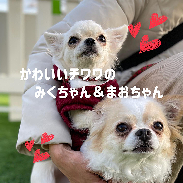チワワのみくちゃん＆まおちゃん🐶いつもはぼっち遊びのししまるですが楽しく遊んでもらえました😊