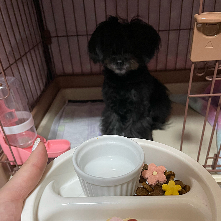 happy birthday🎉
本日4歳になりました❗️
欲しくて直ぐにお座りしました🤣