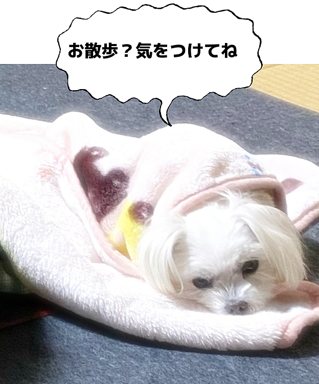 誰の散歩だと思ってる？