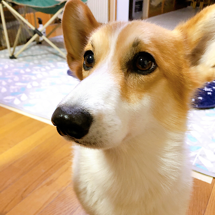 おかーたん。。出掛けるの？
またお留守番？🌀