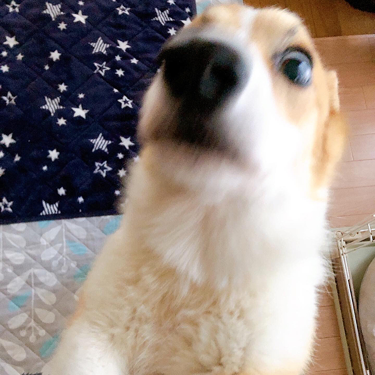 おかーたん❤️
おかえりー❤️
目が飛び出てるよ😃🤣笑笑
