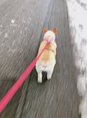 雨だから道がグチョグチョだよ。
ぴー兄さんのエプロンつけてお腹濡れないようにお散歩。。
歩きにくそうです🤣
