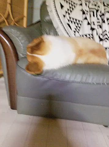まある。。笑笑
イビキかいてる。。笑笑
近づいても全然気付かない🤣🤣🤣笑笑