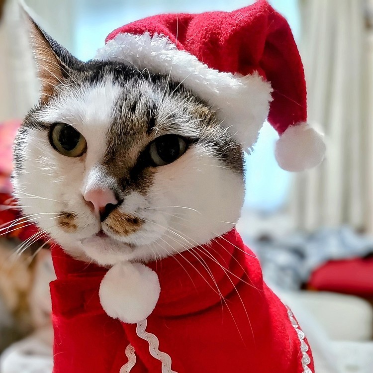 メリークリスマス🎄