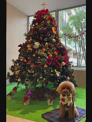 木曜日はハッピーのトリミング🐶
帰宅後すぐにじぃさん頂いたスタイを付けてマンションのツリーの前で撮影🎄
知人のトリマーさんに🍎を頂いたので父作のサツマイモ🍠を土台に簡単ケーキを作りハーさんに頂いたクリスマスクッキーを飾りクリスマスの前撮り終了💦
手先を舐めまくり翌日にはクリクリになっていたので前撮りして正解😅
いつもは28日の誕生日に3日遅れのママサンタがやって来るハッピーですが今年は早く来ましたね😂
靴下の中はオヤツがいっぱいです😋