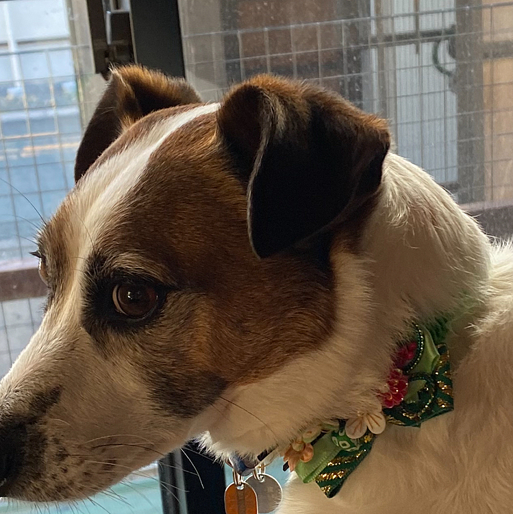 わーお❗️正月の飾り付けて貰ったねー❣️と言って帰ってきたけど、クリスマス🎄の飾りだったかな？