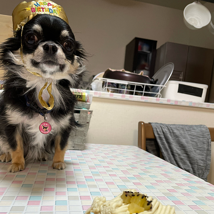 21日に2歳になりましたぁ。
ケーキ🍰はちょっとだけ食べ残りは、3匹の弟、妹にお裾分けしましたぁ。