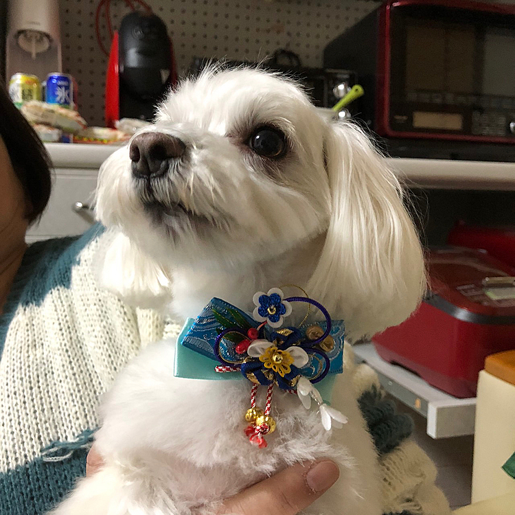 昨日はトリミング。
サッパリした蘭丸さんです。
お飾りは正月使用でした。
ドヤ顔してるようにも見える（笑）