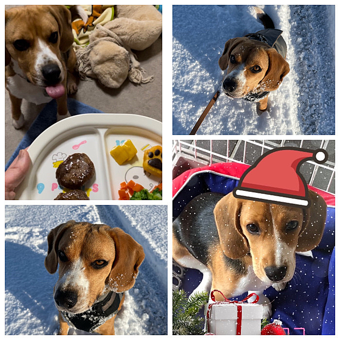 クリスマス🎄も終わり、もうすぐお正月🎍
ココサンタも居るよ🐶🌈