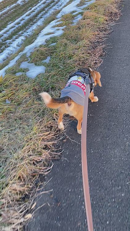 今日は暖かくて雪も溶けちゃって足は泥だらけ😫