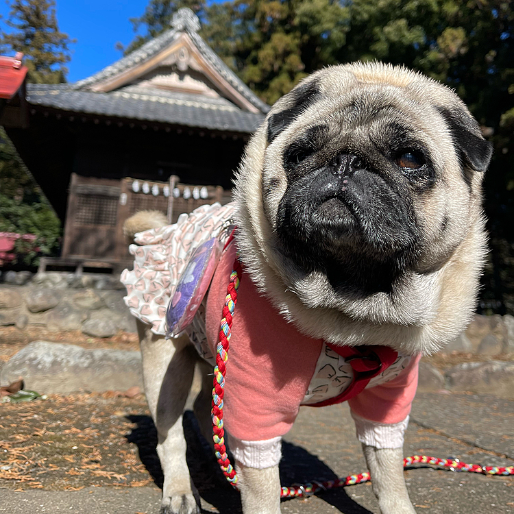 とうちゃん連休初日🎶
いつもの神社へのんびり散歩⛩