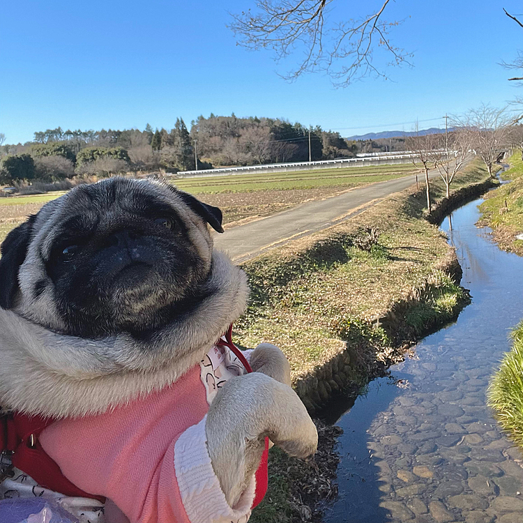 小川沿いのお散歩です♪
