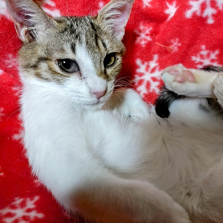 キリッ