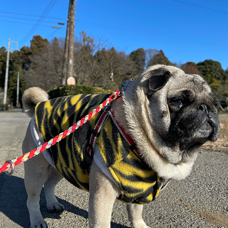 寅年もあと少し🐯
トラ柄のベストでお散歩して来ました🎶