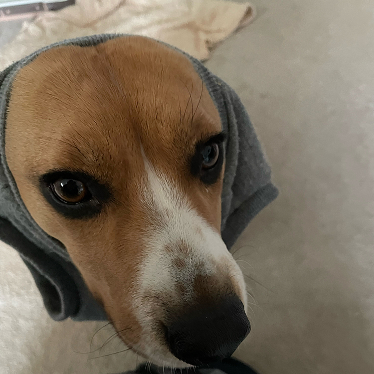 お散歩行くので服を着る所💦
オヤツが無いと着られないマックス🐶