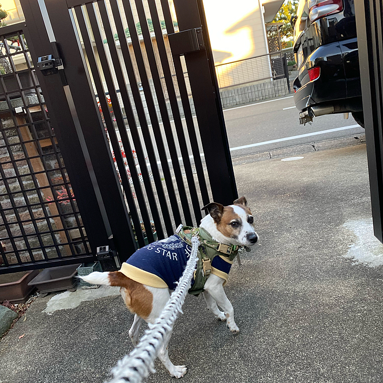 散歩に出たが、次男と、その次男が来てるので、あまり、出たくないタイガー😅