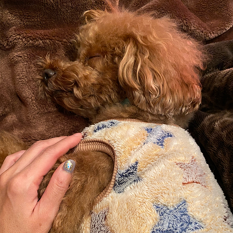 ドタバタのお誕生日になりましたが、横を見たらこの寝姿💤
もうこの存在そのものが尊い🥺

silentのドラマで鈴鹿央士くん演じる湊斗を『主成分優しさ』と表現していたのを我が家ではハッピーに対して『主成分可愛い』くんと最近呼ぶようになりました😆
皆さん、我が子の主成分教えて下さい♪
