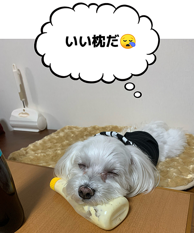 気付いたら、タルタルソースを
枕にして寝てました（笑）
思わず大爆笑😆😆😆