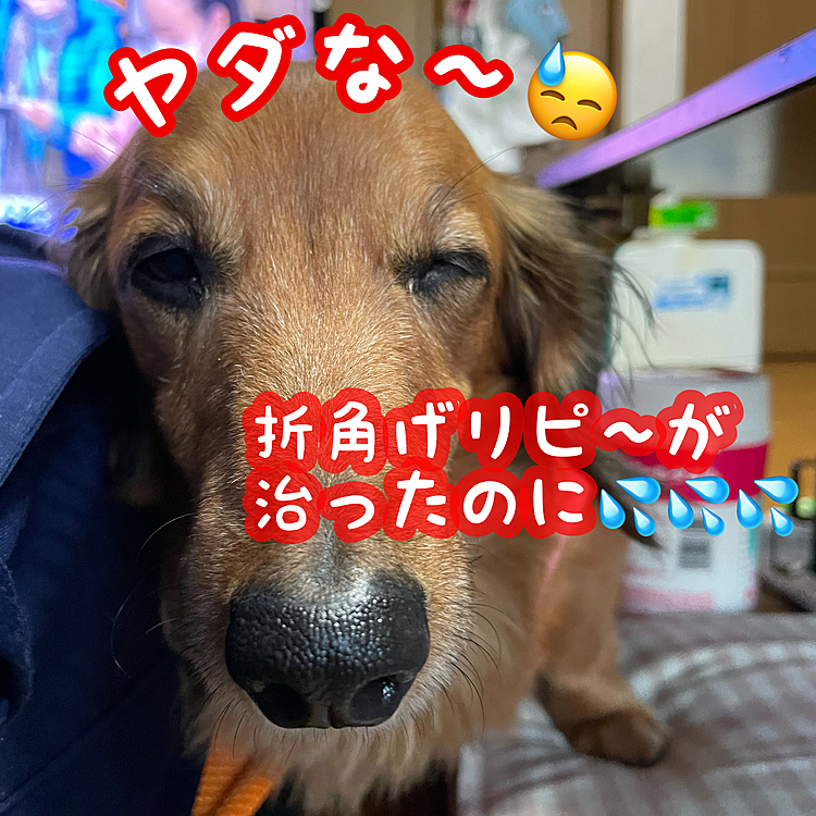 今朝ようやくココﾁｬﾝ🐶のげリピ～💩が治ったのに今朝から左目の調子が悪い様で､またまた目が開けにくくなってきました💦
右目はよく調子が悪くなるのはあったんだけど､左目はあんまり無かったからちょっと可哀想な感じで…でも丁度獣医も終わっちゃってるし💦少し頑張ろうね💪💪💪

#ヘルニア犬#リハビリ犬