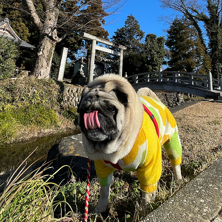 今年最後の神社散歩⛩