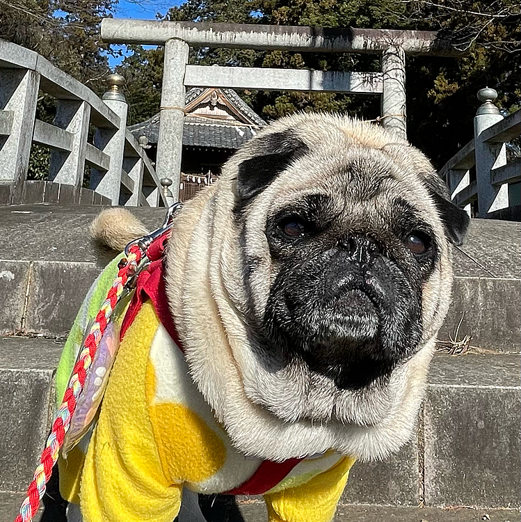 ちゃんと狛犬きどってます😊