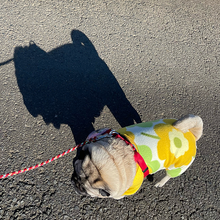 お散歩の影がかわいい💕親バカ飼い主です😅