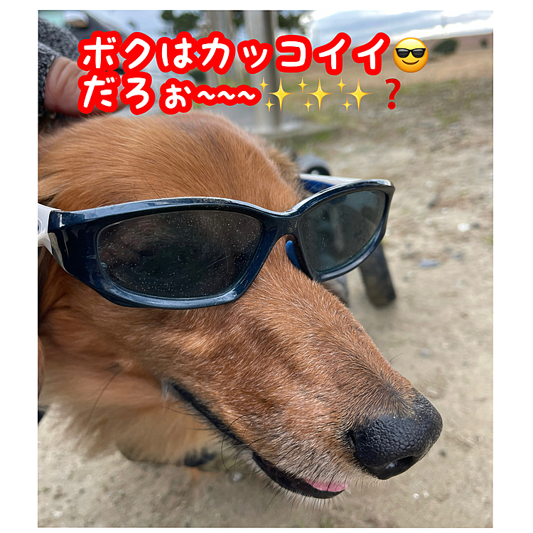 拾ったグラサンでこのドヤ顔😎😎😎✨✨✨(笑)

＃ヘルニア犬＃リハビリ犬＃グラサン