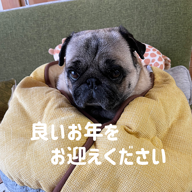 今年一年『いいね』やコメントを寄せていただきありがとうございました😊
2023年🐰みなさんにとってより素敵な一年になりますように🙏