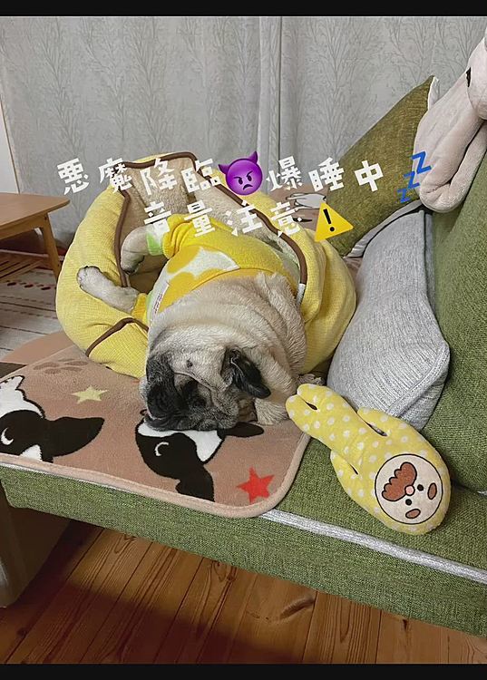 2022年最後はししまるの爆睡動画です💤