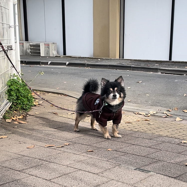 2022年もコメントやいいね、お会いした方々、ありがとうございました🐾🌟

年内は最後の投稿になります😊

