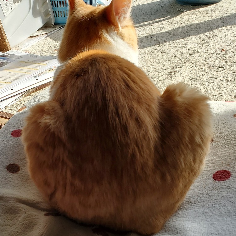 ニャンタッキー🍗